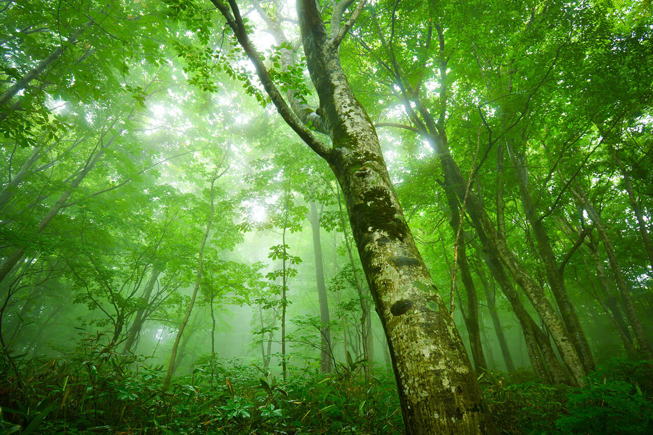 World Natural Heritage Site Shirakami-Sanchi