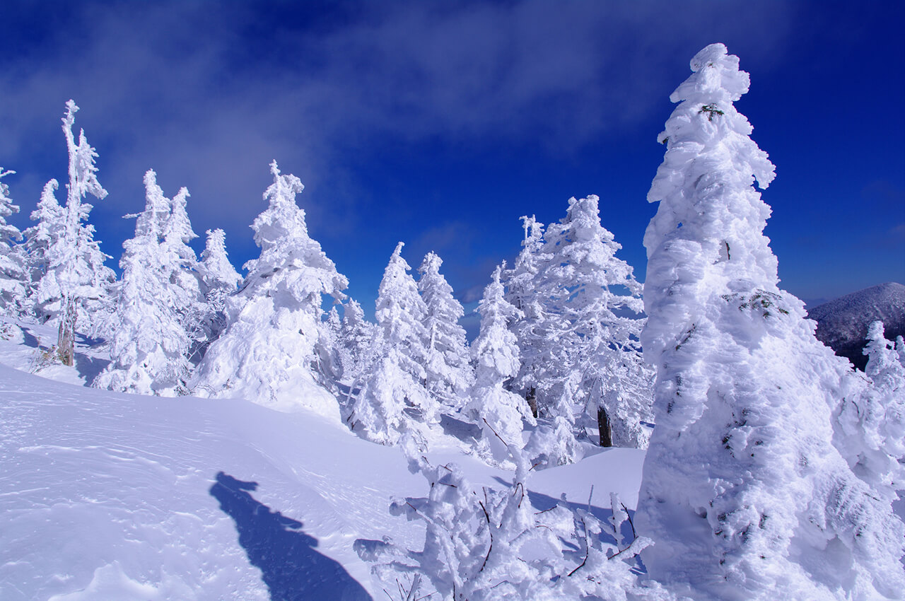 Untouched beauty and icy trees